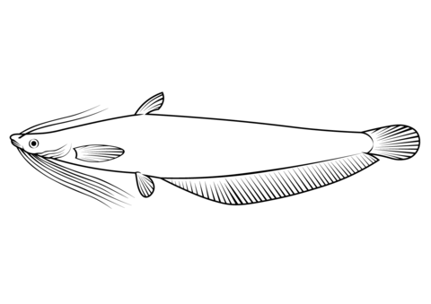 Asian Stinging Catfish (Heteropneustes Fossilis) Coloring Page